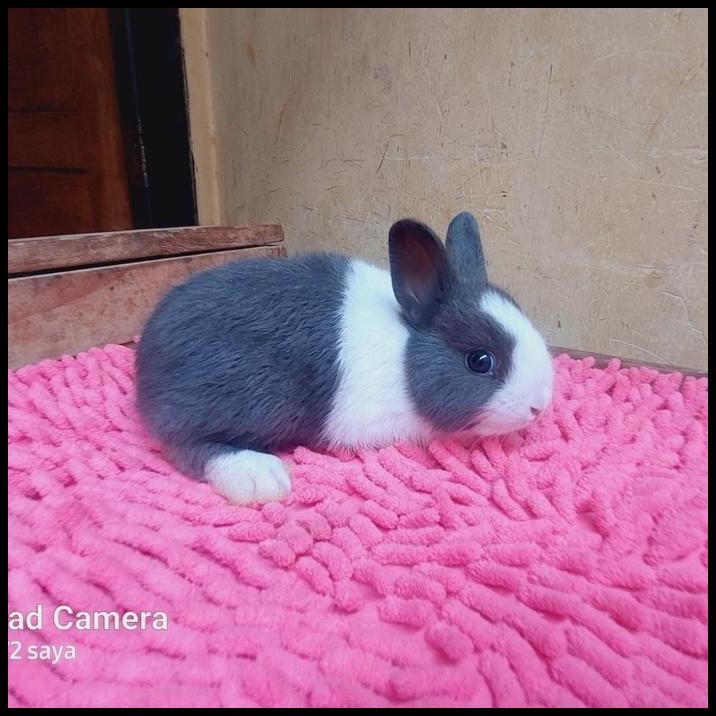 kelinci mini dutch panda junior5k