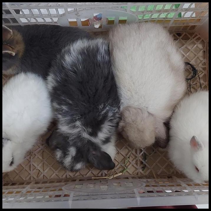 kelinci holand lop dan netherland dwarf