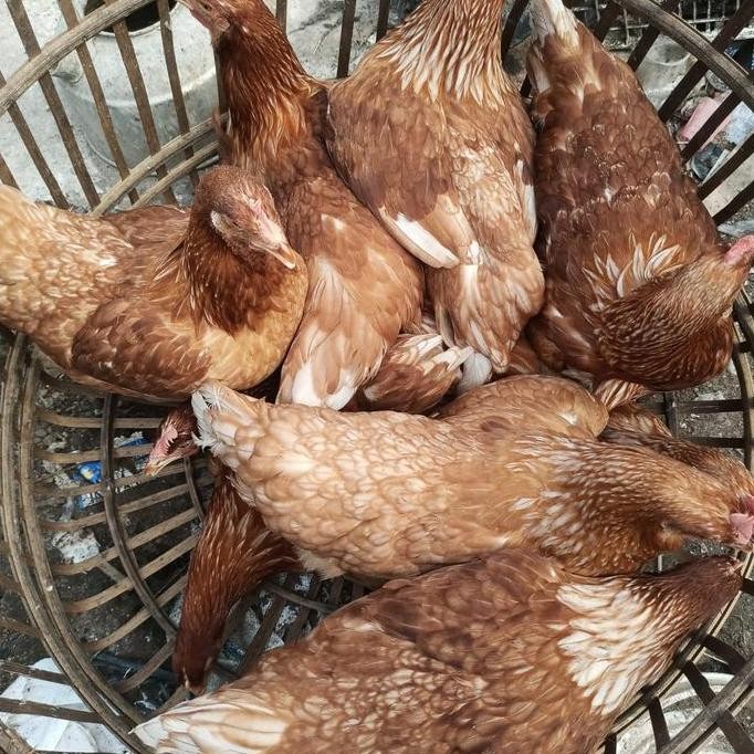 Terlaris Ayam Petelur 16+ Pakan 1 Karung+ Kandang 2 Pen.Bonus Vitachik Dan Vit Ready Stok