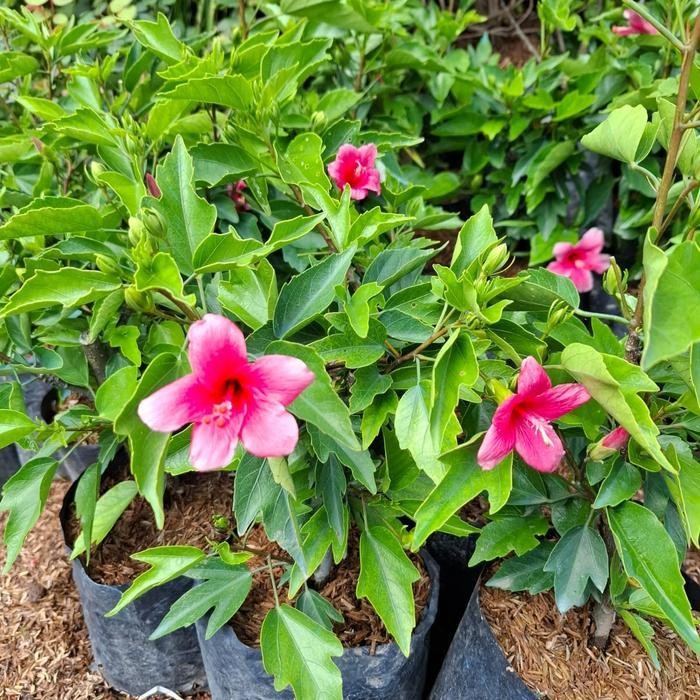 Tanaman Bunga Sepatu Mini / Hibiscus Mini /  Hibiscus Rosa-Sinensis / Hibiscus Pink Rosa / Mini Hibi
