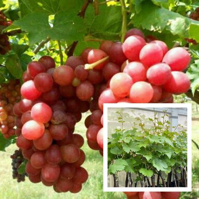 BIBIT ANGGUR MERAH SUPER MANIS