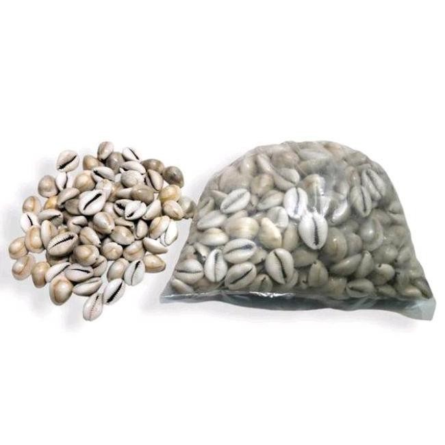 Biji Congklak Asli Kuwuk Mainan Congklak Mainan Tradisional PS