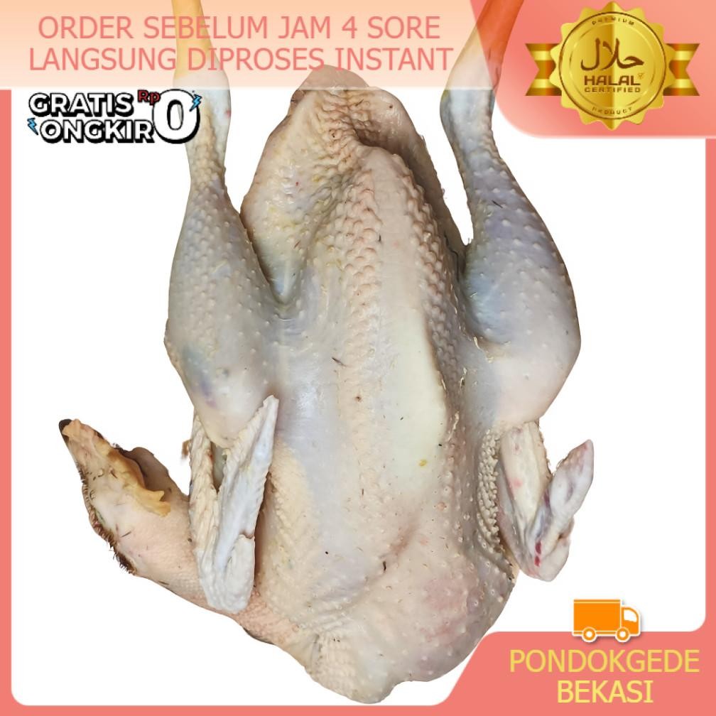 

PROMO Ayam Kampung ASLI FRESH MUDA Request Ukuran & Potong BB Besar - Kecil Murah Segar BUKAN FROZEN Nugi