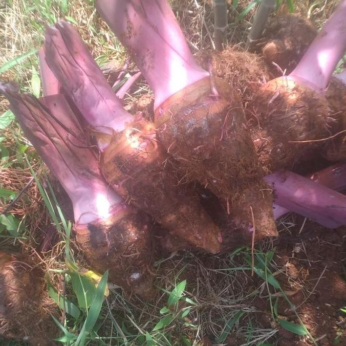 talas ungu bogor/pratama3/talas papua