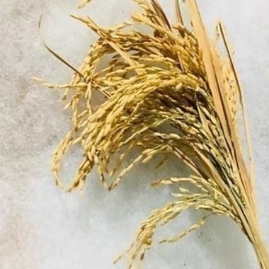 

Kkim Padi Utuh,Tangkai Padi Utuh,Whole Dryrice Stalk,Masih Ada Daun/Tangkai