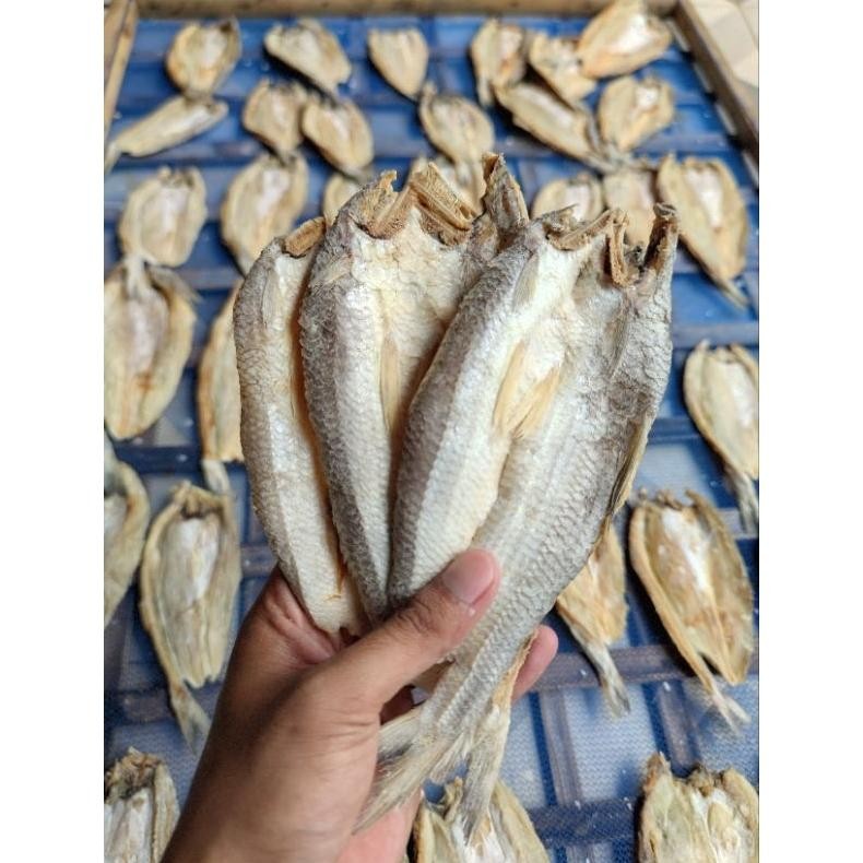 

IKAN ASIN BLOSO GABUS LAUT 1000gr
