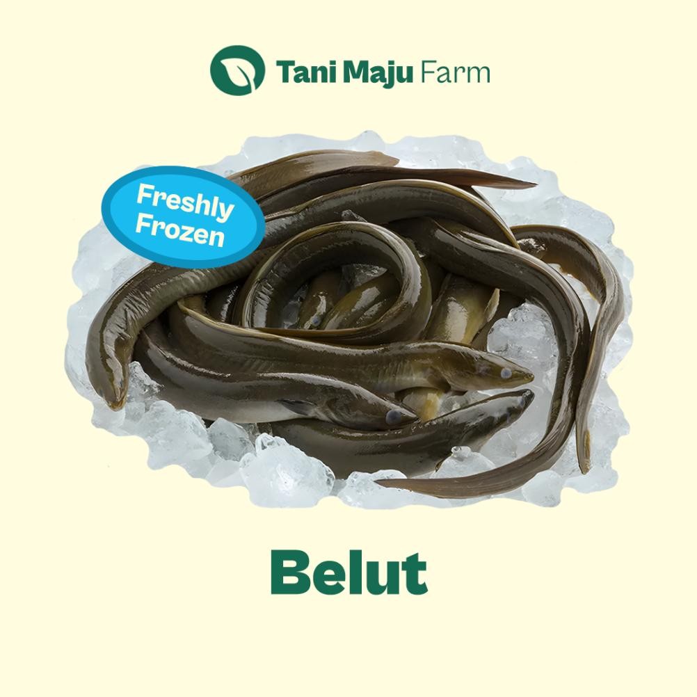 

Belut Sawah Fresh 500 gram - Ikan Air Tawar