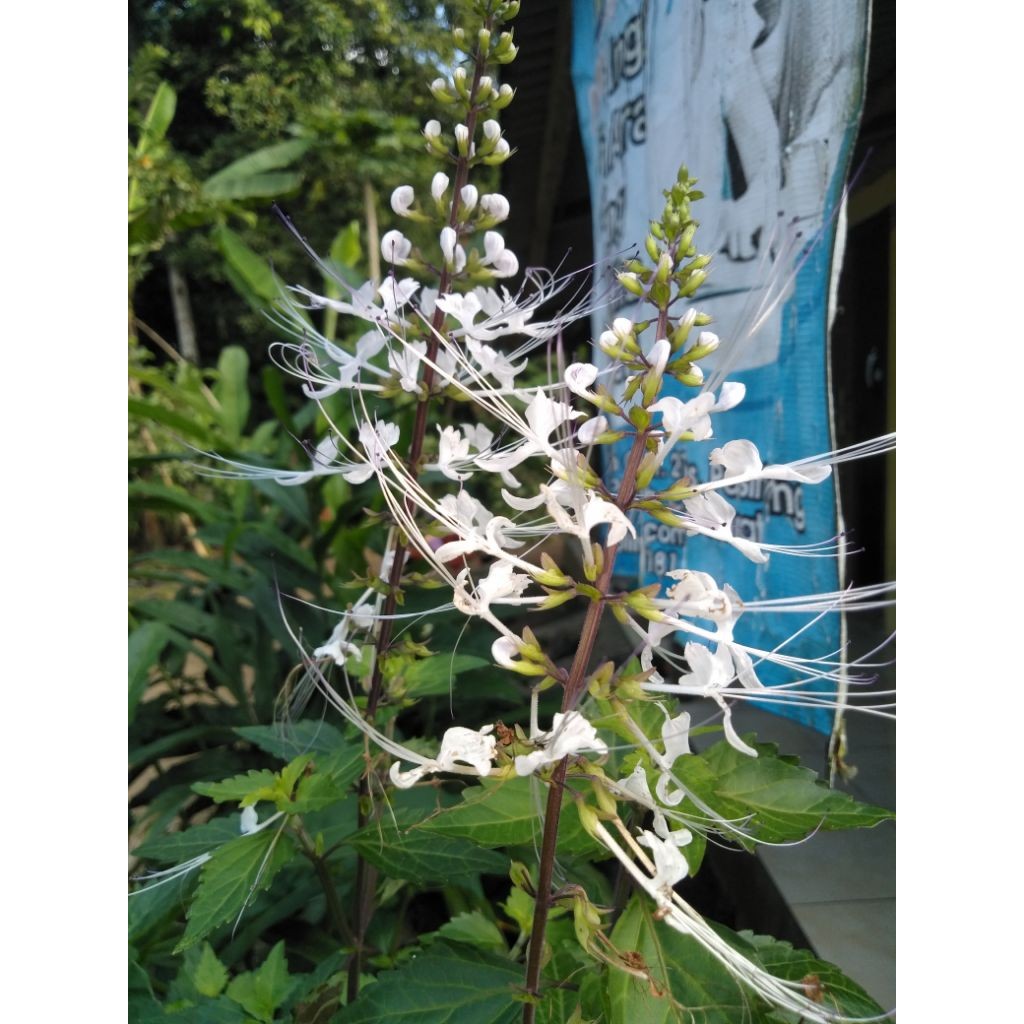 

Daun kumis kucing ukuran 100g ready langsung metik dari pohonya