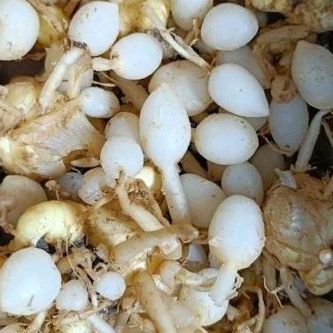 

Kunyit Putih Segar 1Kg