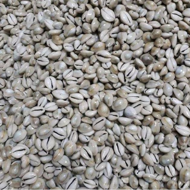 Biji Congklak Asli Kuwuk Mainan Congklak Mainan Tradisional GS