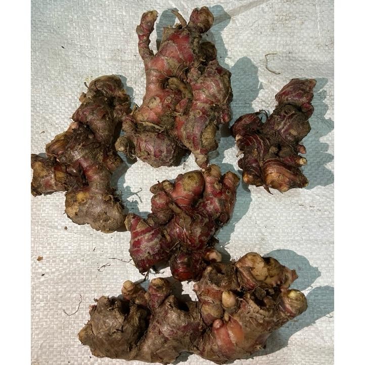 

Jahe Merah Medan 1Kg