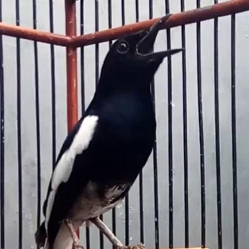 Burung kacer dada hitam jawatimur pilihan