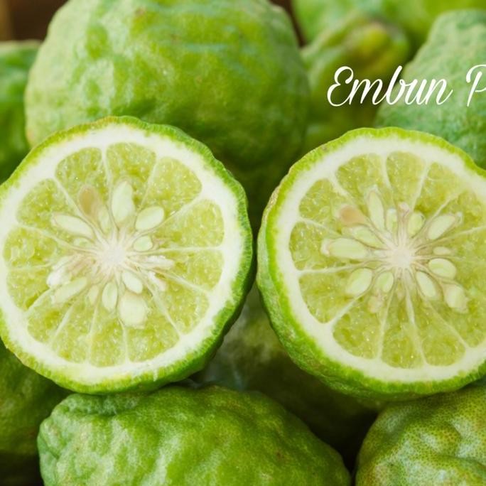 

Bibit Pohon Buah Jeruk Limau atau jeruk sambal