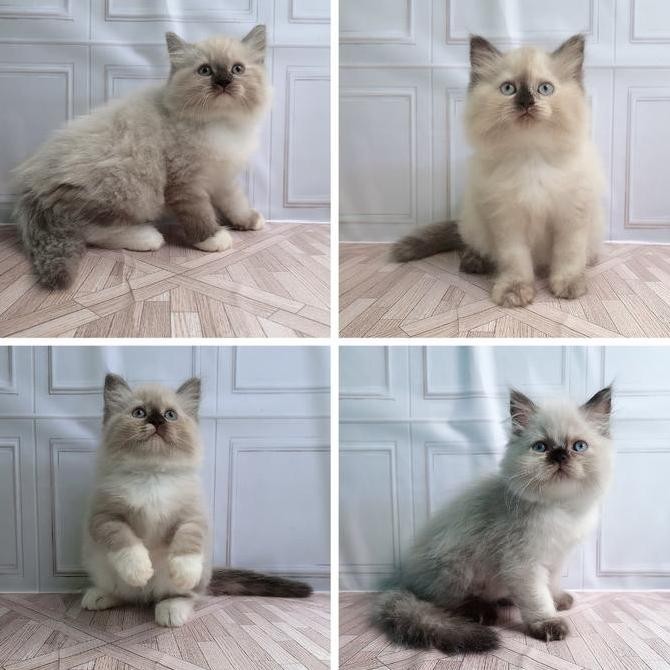kucing ras ragdoll kitten
