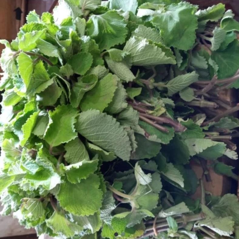 

TOKO MEDAN Sayur Bangun- Bangun Fresh Nugi