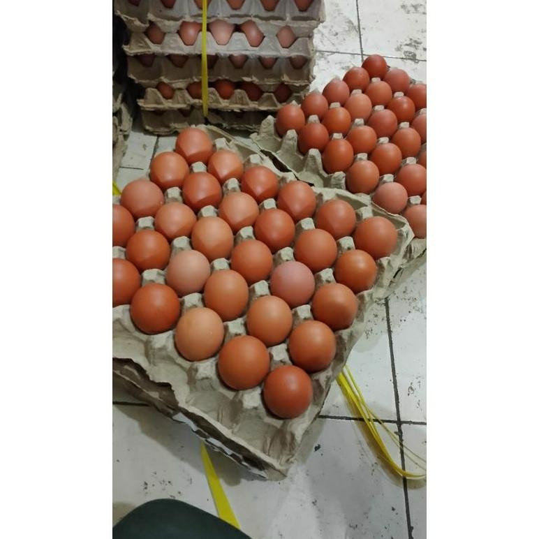 

TELUR AYAM NEGERI FRESH 1 tray/papan isi 30 butir (1600-1700gram) Nugi