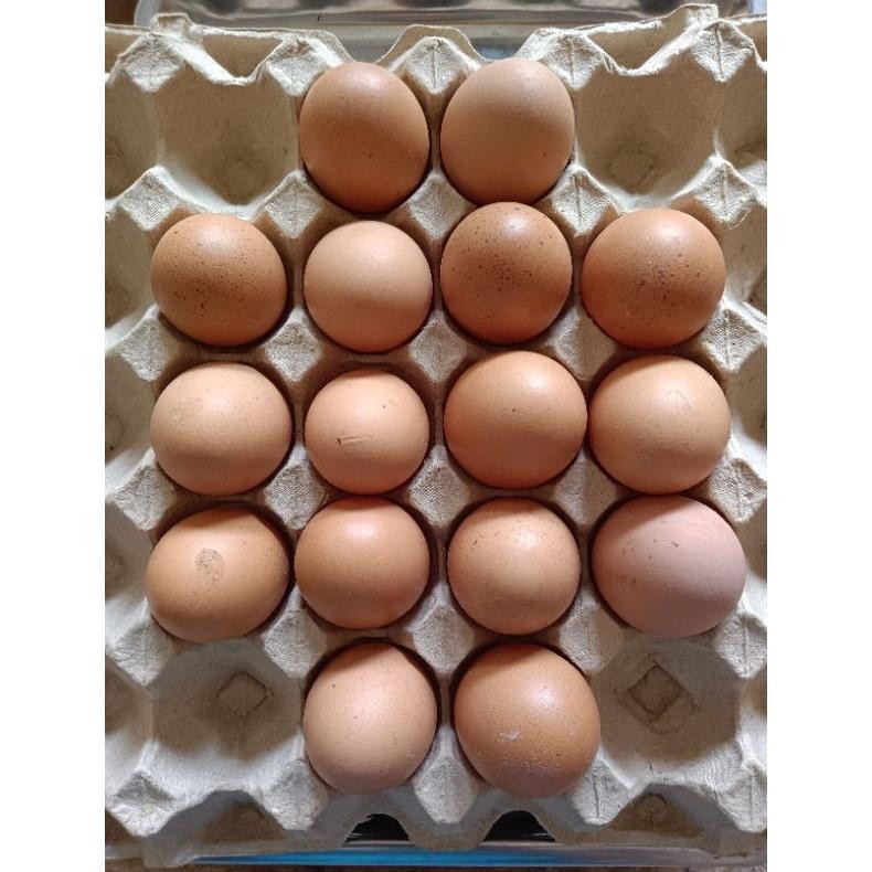 

Telur Ayam Negeri 10 Butir Nugi