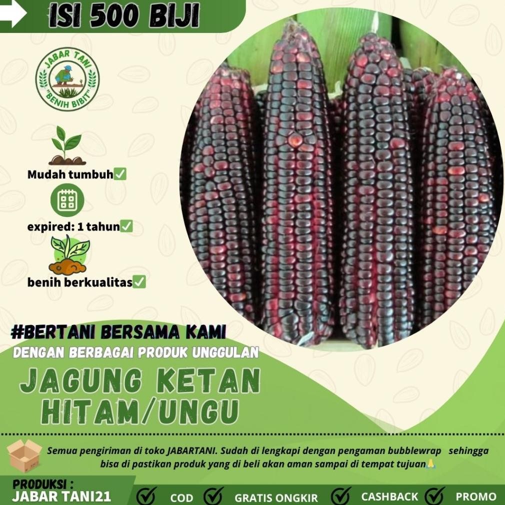 

500 biji > BENIH BIJI JAGUNG UNGU|JAGUNG KETAN HITAM MUDAH BERKECAMBAH Nugi