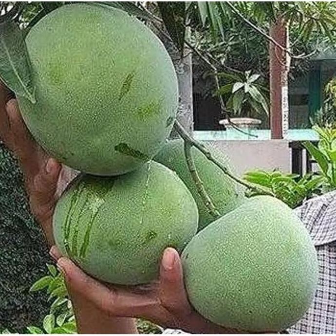 Terlaris Bibit Buah Mangga Kelapa Jumbo | Bibit Tanaman Mangga Kelapa