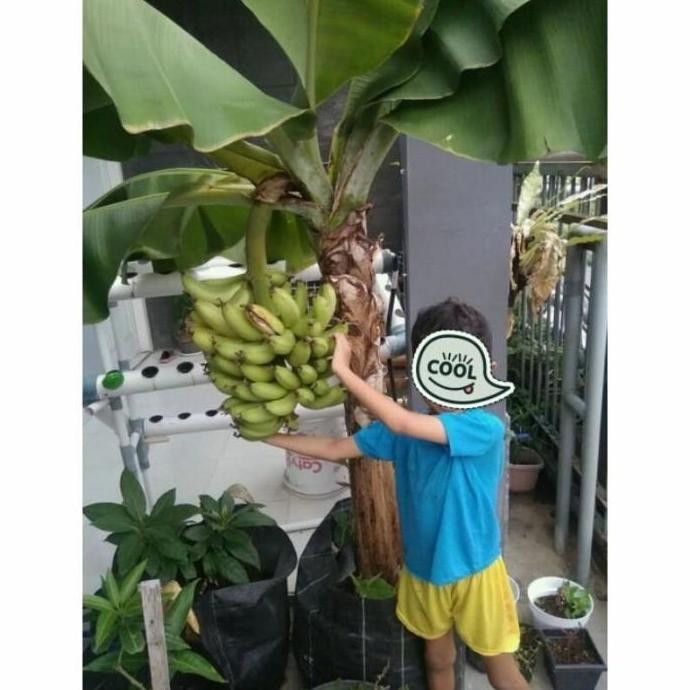 Bibit Pisang Tabulampot DRF CAVENDISH Avv