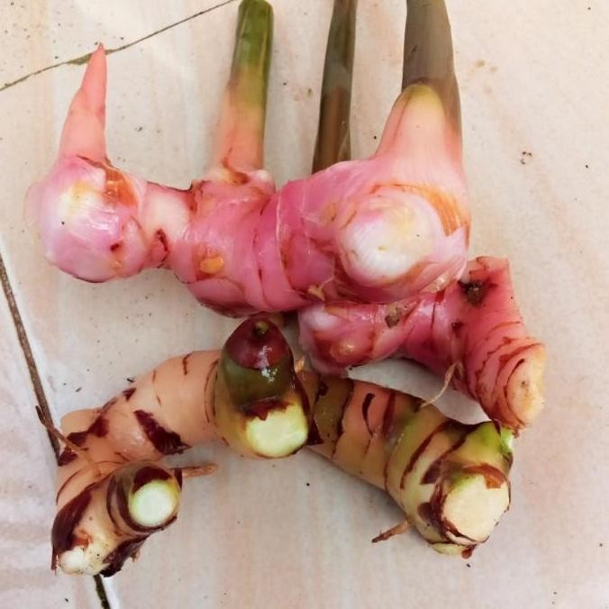 

lengkuas/Laos merah segar/ bumbu dapur 1kg