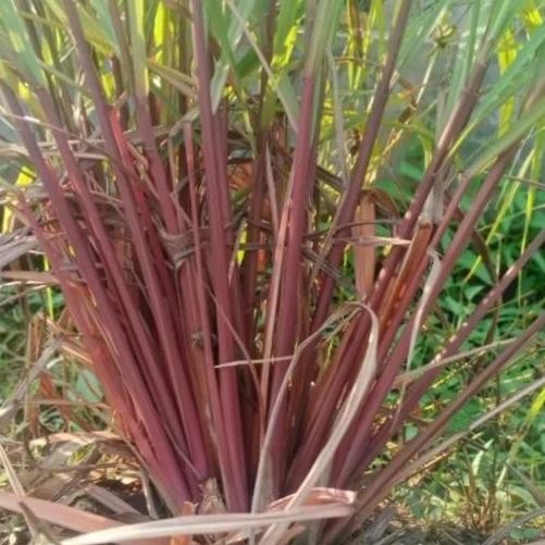 

serai merah/serai wangi 1kg