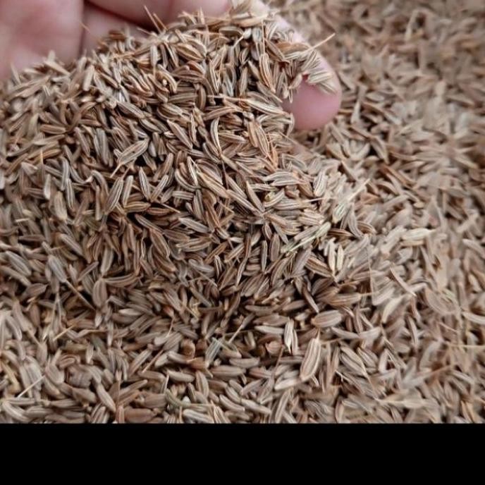 

Buruan serbu] CUMIN / ZEERA / JEERA / WANGI INDIA PUNYA /500 GRAM