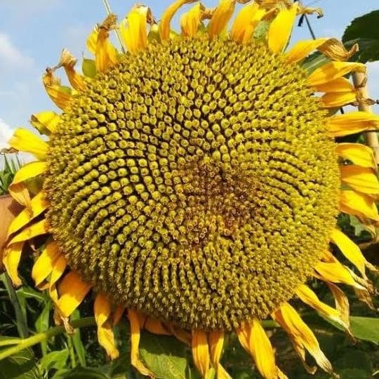 

New Trend!, Benih Kuaci - Bunga Matahari Kemasan 1Kg