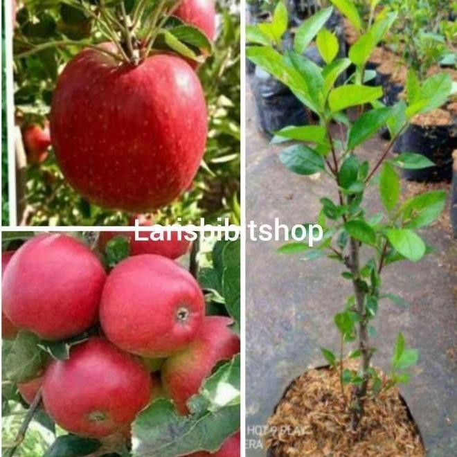 bibit tanaman buah apel merah cangkok siap berbuah Bibit ATZ