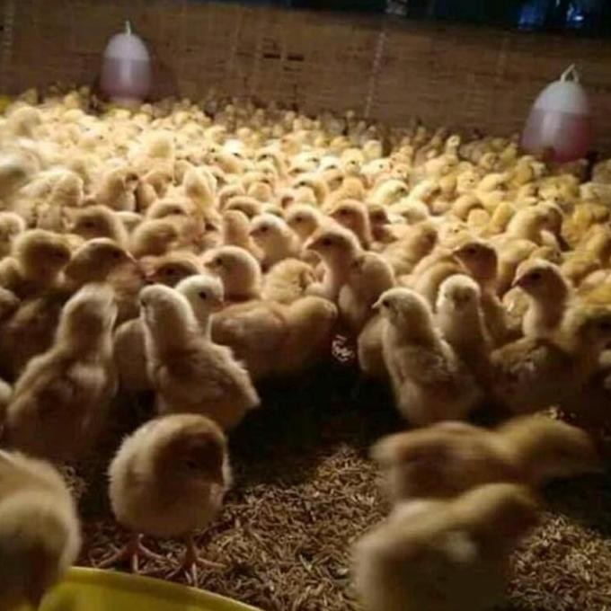 

Doc Ayam Negeri Perelur Box #Gratisongkir