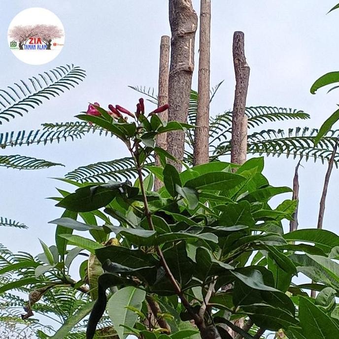 Pohon Tabebuya Merah Tinggi 2Meter Dan Tebebuya Ungu Tinggi 2Meter Seo