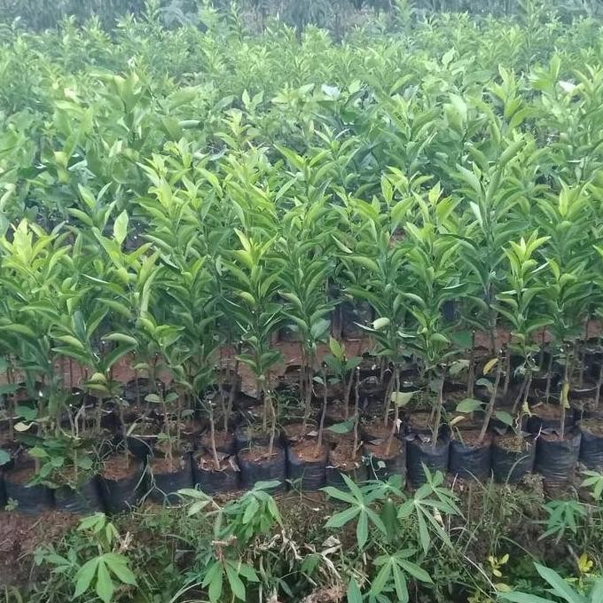Bibit Tanaman Pohon Jeruk Santang Madu Bibit Jeruk Santang Madu Buah