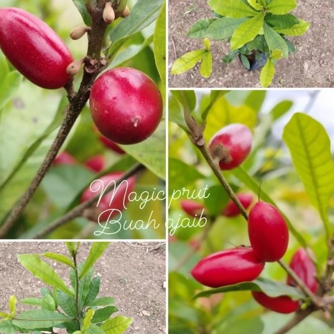 POHON bibit buah magic fruit miracle/pohon buah ajaib