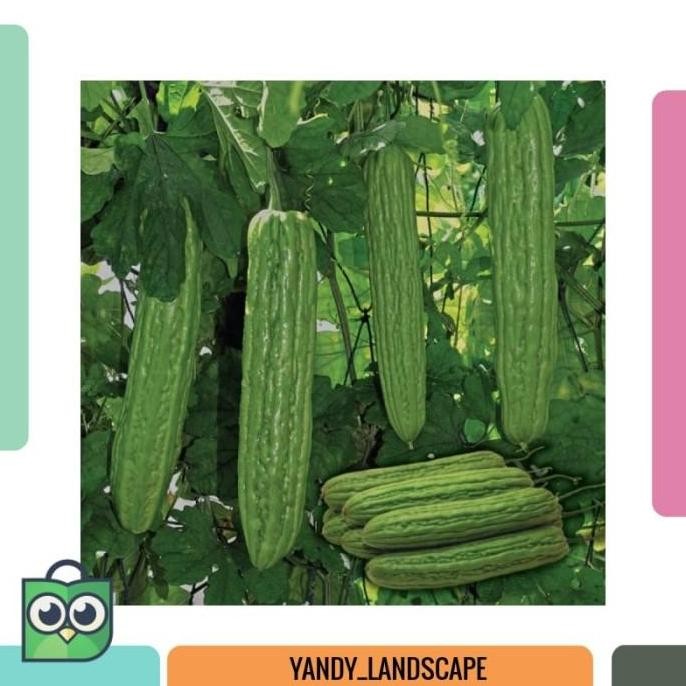 POHON 3 Pare Dulco F1 bibit tanaman / buah