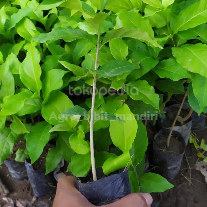 Bibit tanaman pohon buah kacang amon almond unggul ber