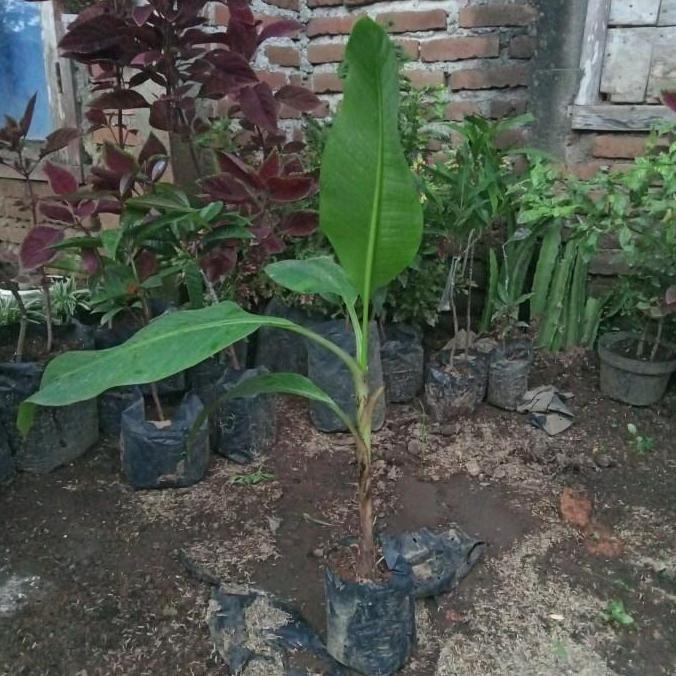 POHON bibit pisang emas pohon tanaman buah di dalam pot