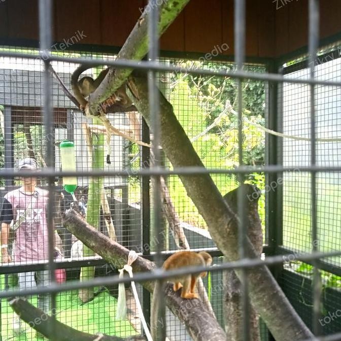 ready Kandang Marmoset Kotak Kandang Marmoset Monyet Kecil Jumbo Sangkar