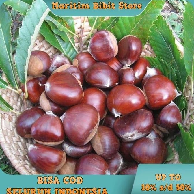 POHON Bibit Buah Tanaman Jengkol Okulasi Cepat Berbuah
