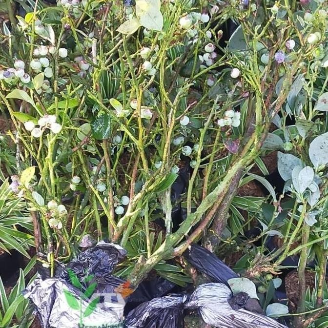 RESTOCK BIBIT POHON BLUEBERRY - POHON BUAH BLUEBERRY - BERBUAH S a BISA COD