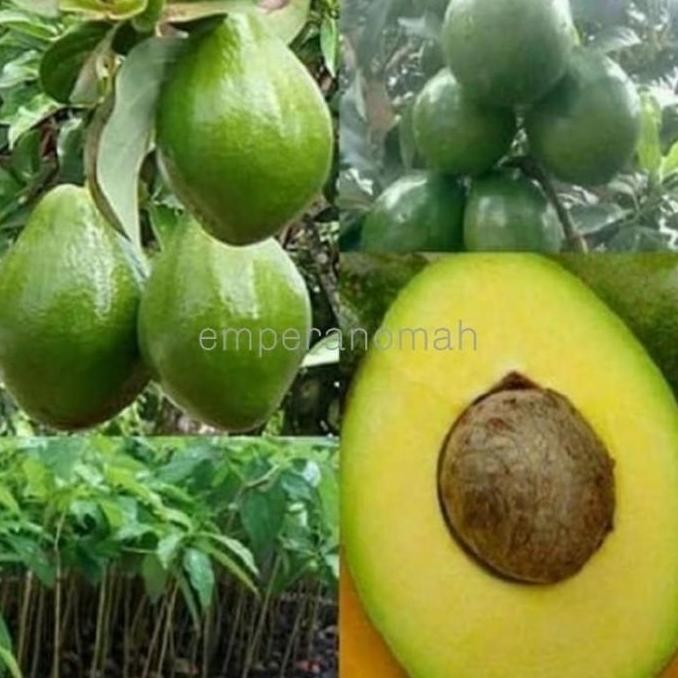POHON Bibit Tanaman Buah Apokat Miki Okulasi Super Genjah