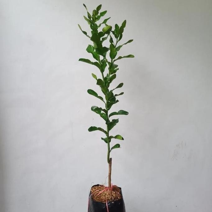 tanaman jeruk purut pohon buah jeruk purut bibit pohon jeruk purut