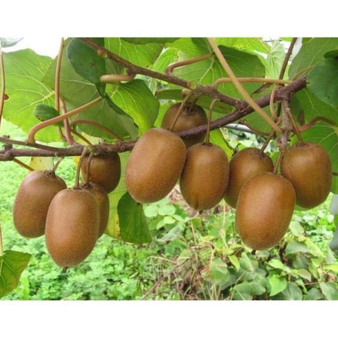 POHON Discon Bibit Biji Buah Kiwi Biji Tanaman Pohon Buah Kiwi