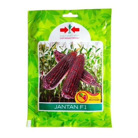 *****] Benih Bibit Jagung Pulut Ketan Ungu Jantan F1 200 Biji Panah Merah
