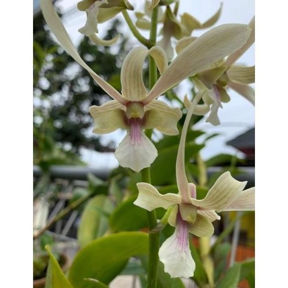 

Terlaris | Terbaru | Best Seller | Termurah Anggrek Dendrobium Kritingan Keiki Den Capung Kapuas Siap Gantung Original | High Quality | Berkualitas