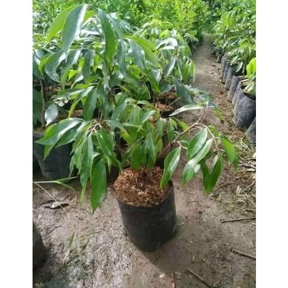 [Expert] bibit leci merah tanpa biji / leci com tanpa biji