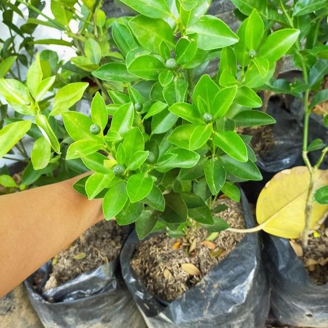 TERMURAH - tanaman buah jeruk kitnan / jeruk kunci / jeruk sunkit / tanaman buah / bibit buah jeruk 