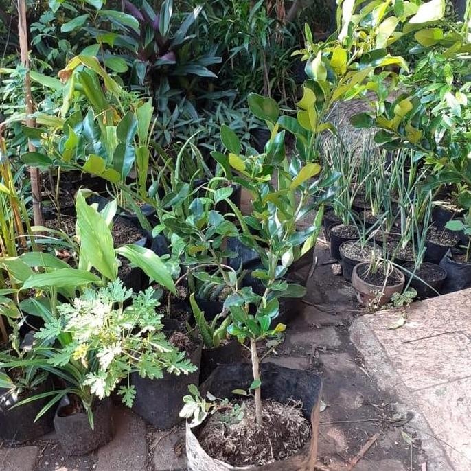 

TERMURAH - Tanaman Jeruk Purut bumbu masakkan