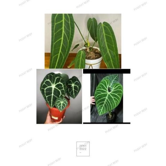 TERLARIS - big salle promo paket anakan anturium lidah gajah, pagoda, regale,