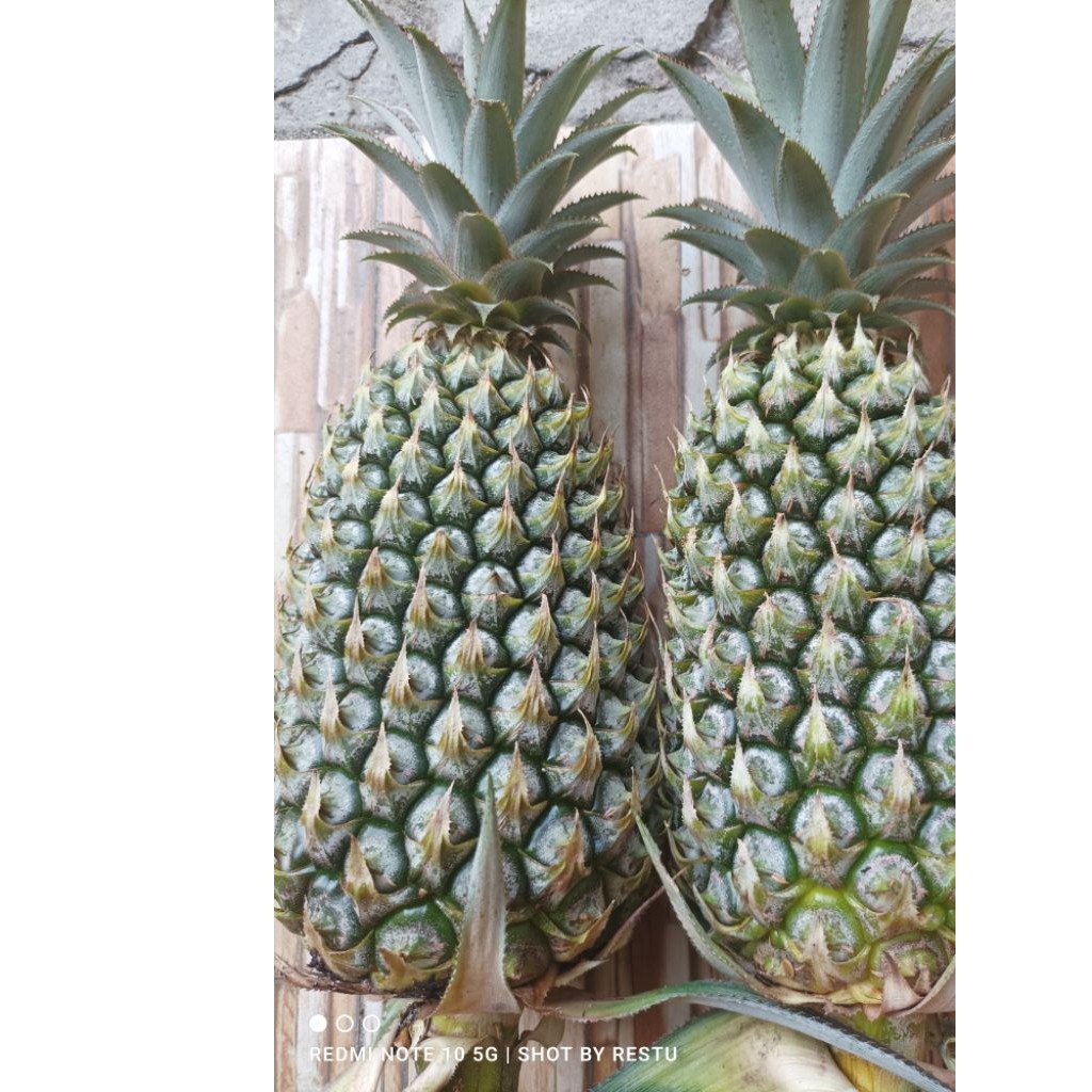 

[]COD[] __ Nanas Madu Asli Gunung Kelud Kediri//Superr