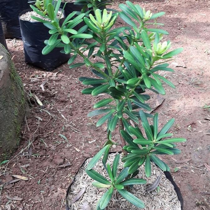 BEBAS ONGKIR - Tanaman hias bahan bonsai lohansung cincuan tinggi 20-0cm